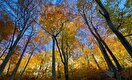 7th ANNIVERSARY OF THE INCLUSION OF THE BEECH FORESTS OF NATIONAL PARK PAKLENICA IN THE WORLD HERITAGE LIST